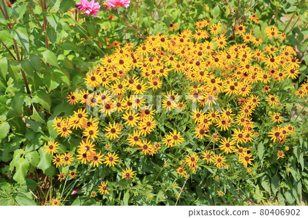 小金光菊花 80406902