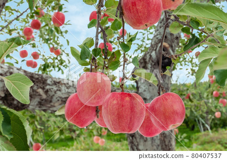 [青森縣弘前市蘋果] Iwakiyama會津津輕秋天，蘋果花園正在收穫 80407537
