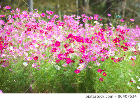 宇宙的一側盛開 80407634