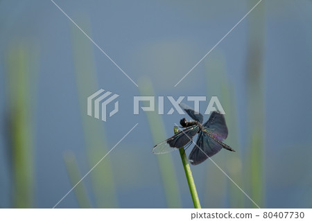 蝴蝶蜻蜓 蝴蝶蜻蜓 80407730