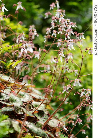 雪下花 雪下花 80407758