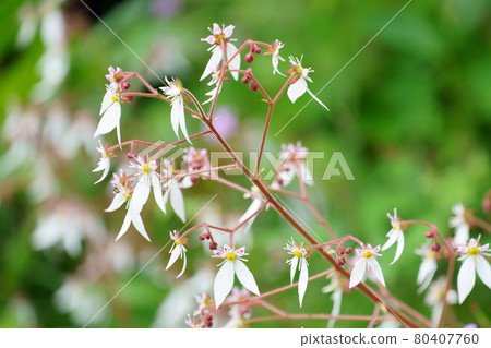 Yukinoshita flower 80407760