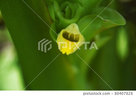 薑黃花 80407828