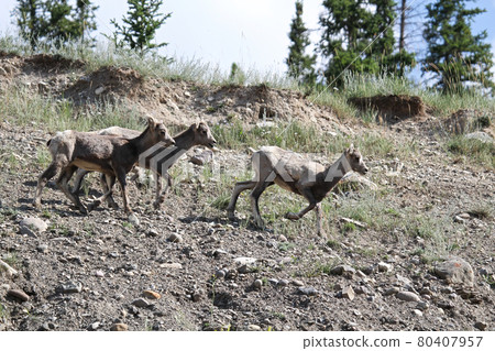 Three small bighorn sheep lambs run along a ridge 80407957