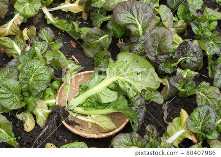 收穫的芥末 收穫的芥末 80407986