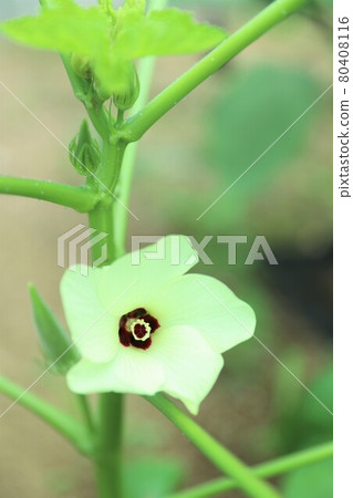 秋葵花(垂直角度) 秋葵花(垂直角度) 80408116