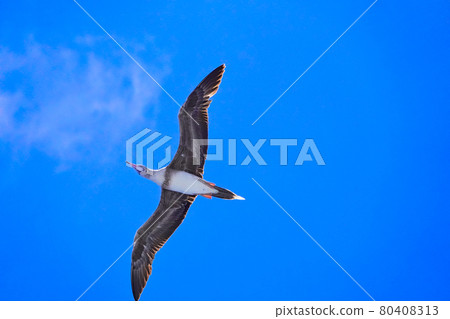 Sea birds flying over the North Pacific Ocean. Sea birds flying over the North Pacific Ocean. 80408313