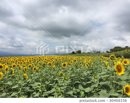 sunflower	 80408336