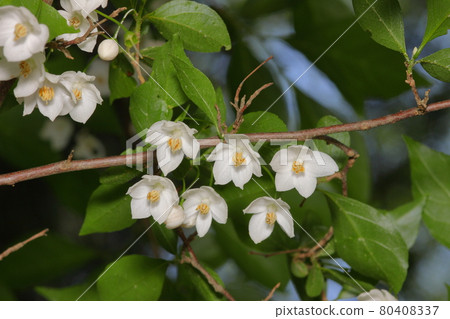安息香花 安息香花 80408337