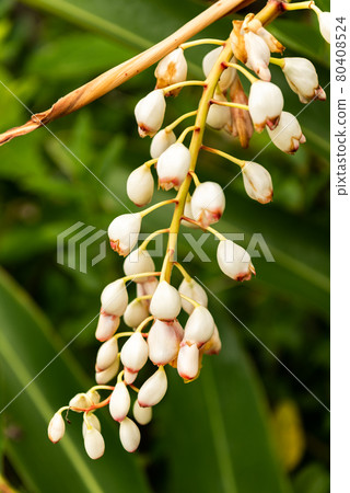 Delicate moon peach flower on green background. Southern Japan. 80408524