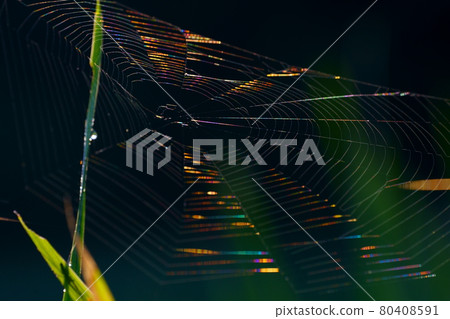 A rainbow-colored spider web A rainbow-colored spider web 80408591