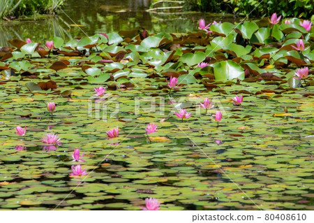 開花在水的荷花花 80408610