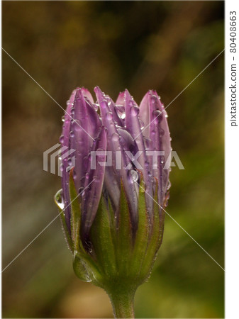 Osteospermum 上的水滴閃閃發光 Osteospermum 上的水滴閃閃發光 80408663