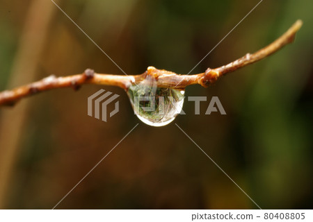 樹枝上的水滴很可愛 樹枝上的水滴很可愛 80408805