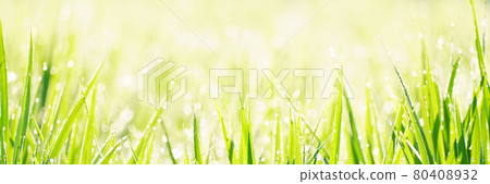 Rice in paddy fields where morning dew shines 80408932