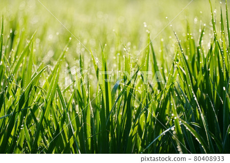Rice in paddy fields where morning dew shines 80408933