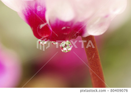 The drops on the cyclamen are cute The drops on the cyclamen are cute 80409076