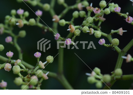 黃色花花 黃色花花 80409101