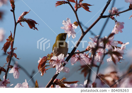 White-eye of nectar 80409263