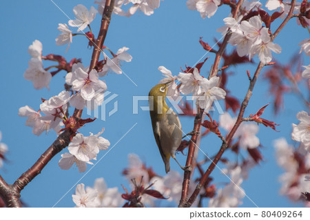 White-eye and cherry White-eye and cherry 80409264