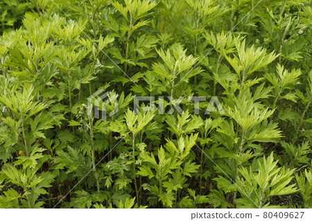 Promenade from the campsite Roadside discovery Mugwort herbs Promenade from the campsite Roadside discovery Mugwort herbs 80409627