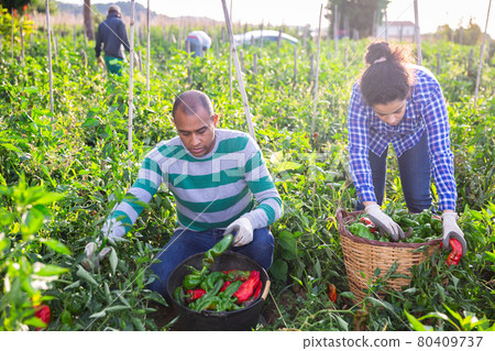 Farm family gathering crop of sweet peppers in garden 80409737