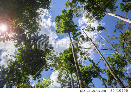 馬來西亞,山打根,叢林,マレーシア、サンダカン、ジャングル、Malaysia, Sandakan, 馬來西亞,山打根,叢林,マレーシア、サンダカン、ジャングル、Malaysia, Sandakan, 80410306