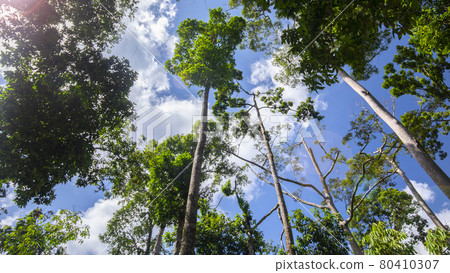 馬來西亞，山打根，叢林，マレーシア、サンダカン、ジャングル、Malaysia, Sandakan, 80410307