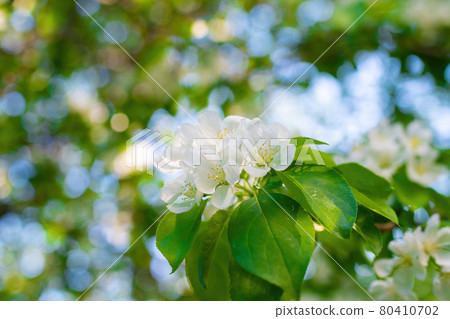 Branch of a blossoming apple tree Branch of a blossoming apple tree 80410702