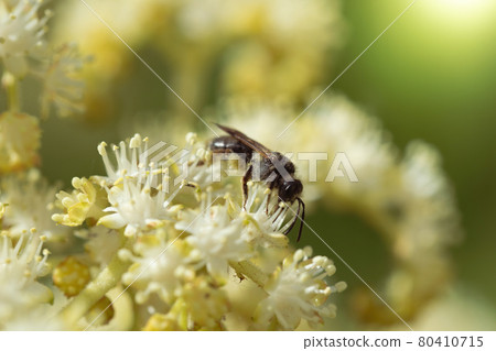 Bee collects nectar of white flower 80410715