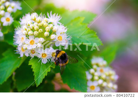 Bee collects nectar of white flower 80410722