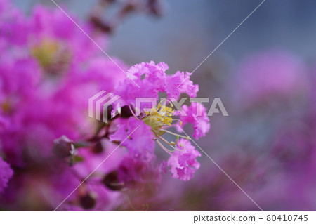 紫薇花 紫薇花 80410745
