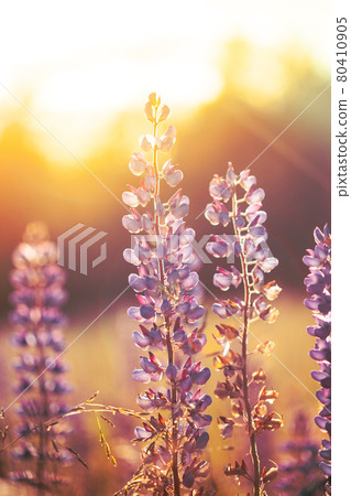 Wild Flowers Lupine In Summer Meadow At Sunset Sunrise. Lupinus, Commonly Known As Lupin Or Lupine, Is A Genus Of Flowering Plants In Legume Family, Fabaceae Wild Flowers Lupine In Summer Meadow At Sunset Sunrise. Lupinus, Commonly Known As Lupin Or Lupine, Is A Genus Of Flowering Plants In Legume Family, Fabaceae 80410905
