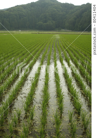 Early morning camp walk Scenery from the campsite Scenic View Paddy field Early morning camp walk Scenery from the campsite Scenic View Paddy field 80411404
