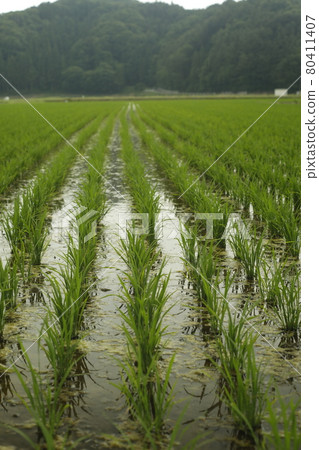 Early morning camp walk Scenery from the campsite Scenic View Paddy field Early morning camp walk Scenery from the campsite Scenic View Paddy field 80411407