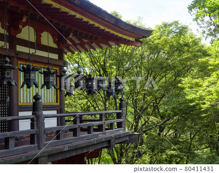 Shrine worship hall and hanging lanterns surrounded by fresh greenery Shrine worship hall and hanging lanterns surrounded by fresh greenery 80411431