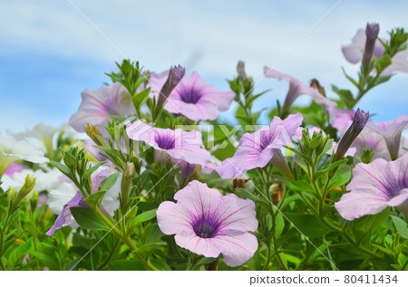 與喇叭花開花的夏天風景 80411434