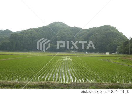 清晨營地徒步 營地風景 風景 稻田 山脈 80411438