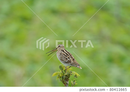 萊瑟姆的鷸烏鴉 80411665