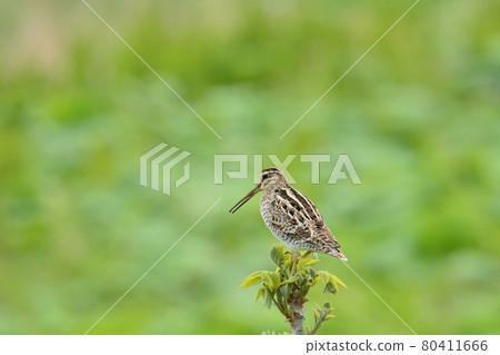 Latham's snipe crows 80411666