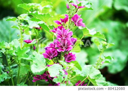 Plant "common mallow" 80412080