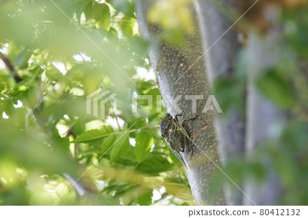 夏日熊澤米棲息在樹上 夏日熊澤米棲息在樹上 80412132