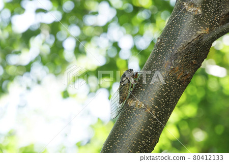 夏日熊澤米棲息在樹上 夏日熊澤米棲息在樹上 80412133