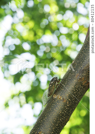 夏日熊澤米棲息在樹上 80412135