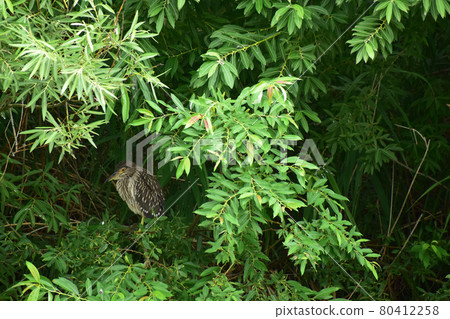 Shrubs hidden in bushes 80412258