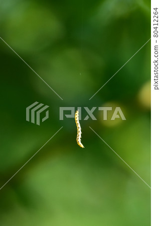 Hornworm coming down from above 80412264