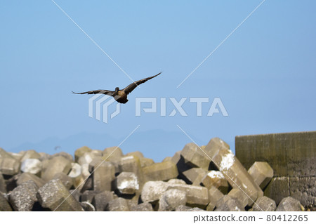 Spot-billed ducks flying over the tetrapot 80412265