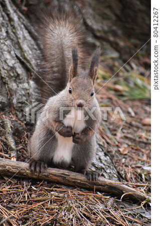 Spring Ezoris standing on the ground 80412267