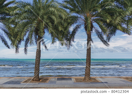 Palm trees by the beach along with the walk path. 80412304