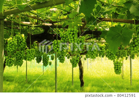 Shine Muscat Shine Muscat 80412591